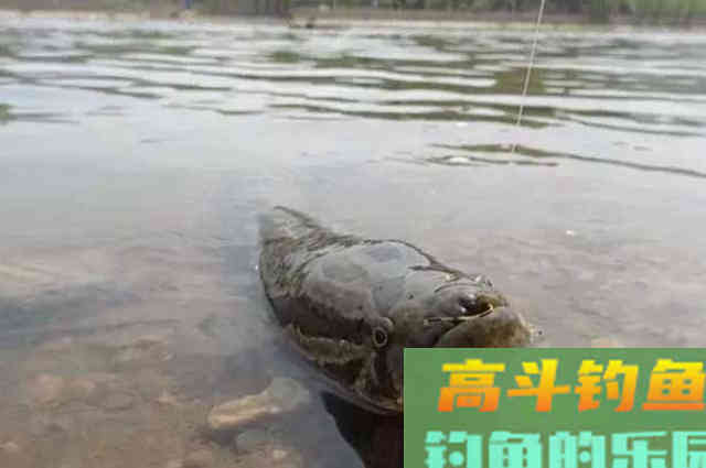 立秋前，我就常用这霸气十足的黑鱼钓