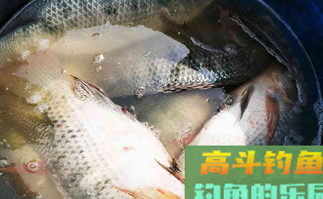 钓友脑洞大开，鸡肝十三香钓罗非，渔获让他出人头地