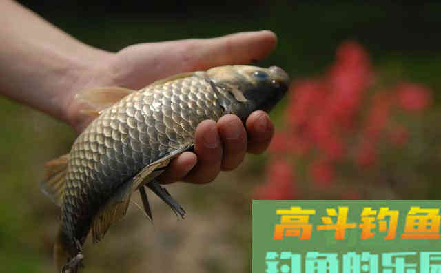 为什么冬季大板鲫很常见，夏季鲫鱼又少又小