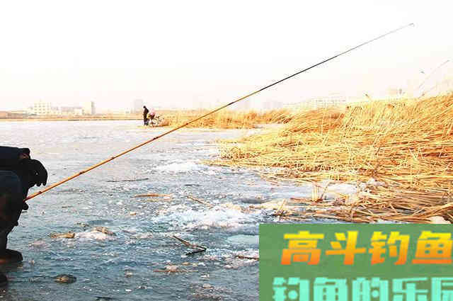 冬季降温后钓鲫鱼,为什么不建议钓钝,只因这5点 冬季降温后钓鲫鱼,为什么不建议钓钝,只因这5点