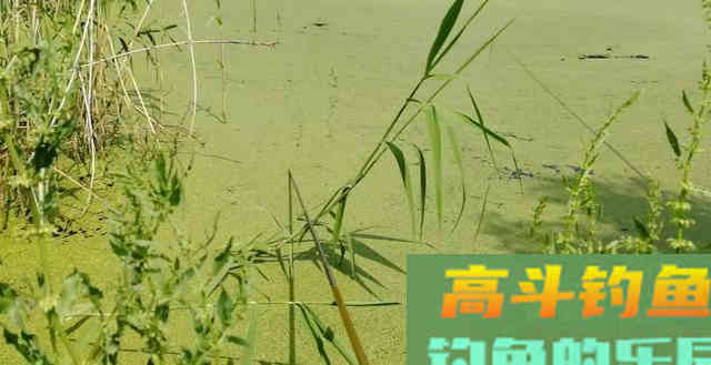 不同季节野钓黑鱼这样选择钓点和钓位