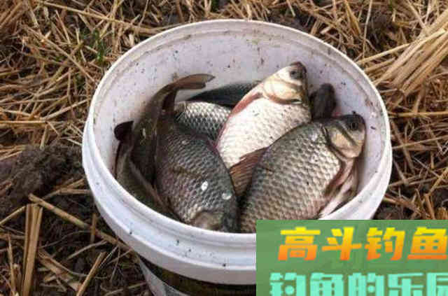 不瞒你说,热天狂拉大板鲫的秘诀都在这 不瞒你说,热天狂拉大板鲫的秘诀都在这