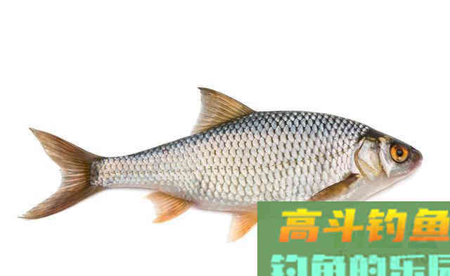 钓土鲮如何提高命中率及渔获？从选装备开始