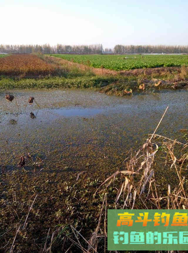 浅谈鲫鱼的食性和习性，足够了解你才能钓到爆护