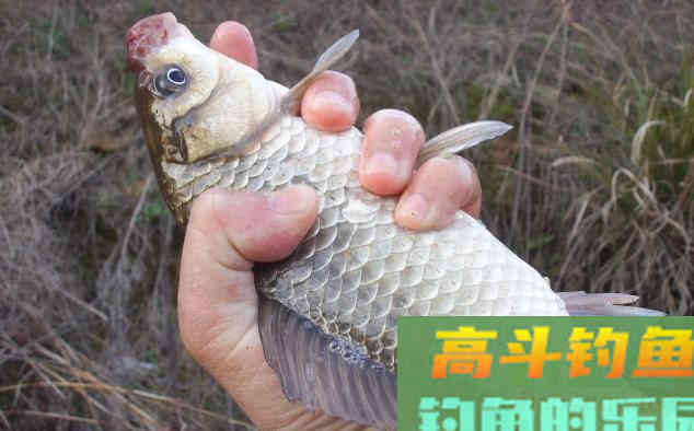 冬钓鲫鱼,如何选钓位?老钓手都喜欢去这六个地点 冬钓鲫鱼,如何选钓位?老钓手都喜欢去这六个地点