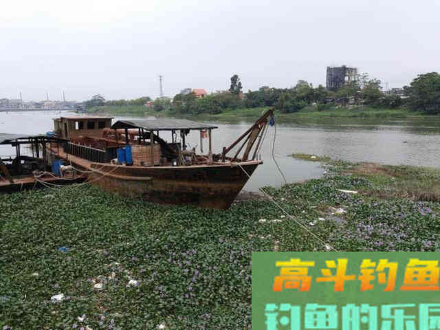 两广海南的钓鱼人,谈论钓罗非的技巧 两广海南的钓鱼人,谈论钓罗非的技巧