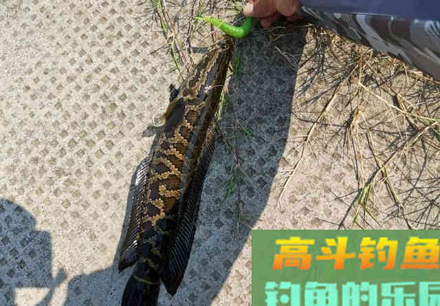 春天的黑鱼为何只咬一口？从水温入手找原因