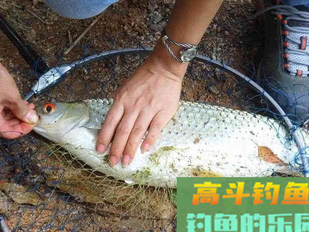 赤眼鳟的钓法与技巧，此鱼眼睛上长有红斑，酷似草鱼