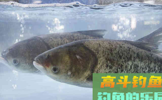 爆拉鲢鳙关键在于用饵节奏,可惜多数钓友并不知晓 爆拉鲢鳙关键在于用饵节奏,可惜多数钓友并不知晓
