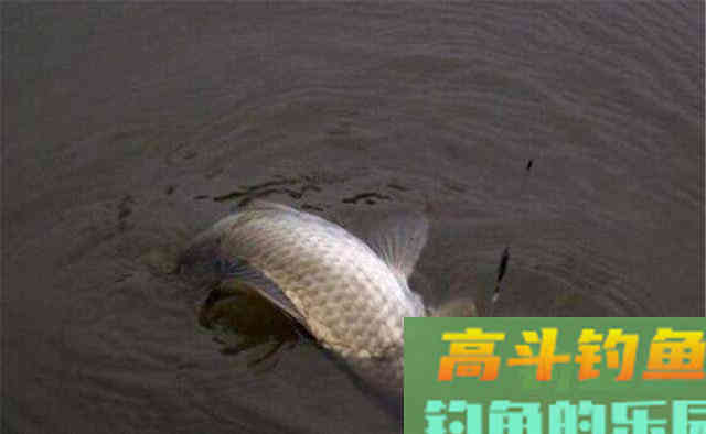 深秋野钓大板鲫,这种钓法是第一利器 深秋野钓大板鲫,这种钓法是第一利器
