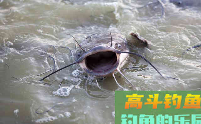 近乎导致野外鲶鱼灭绝的钓法，当下季节凸显奇效