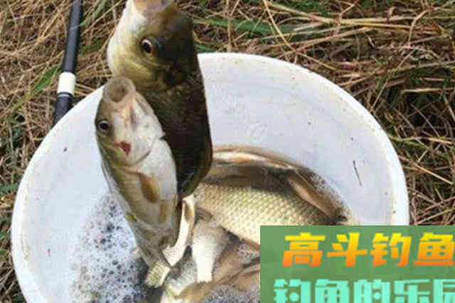 天气冷,大板鲫就不吃钩了,果断换用这钓法 天气冷,大板鲫就不吃钩了,果断换用这钓法