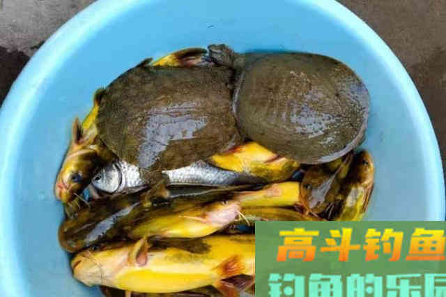 到了伏天，黄颡鱼反而更难钓？自从换用这套路，一个鱼护装不下