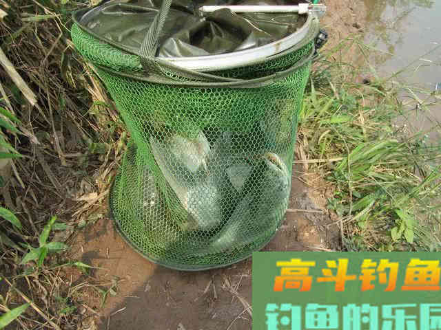 如何区分鲢鱼和鳙鱼,又该如何垂钓此鱼呢?附自制饵 如何区分鲢鱼和鳙鱼,又该如何垂钓此鱼呢?附自制饵