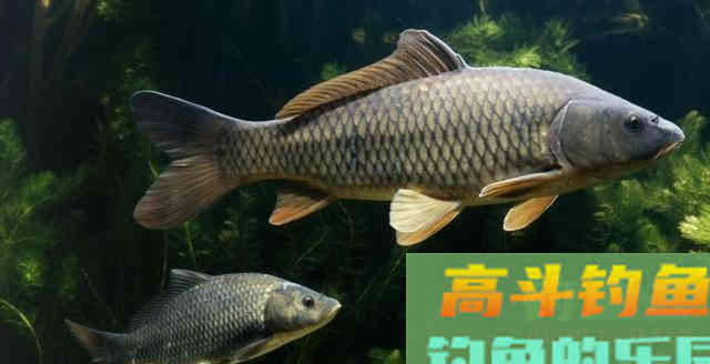 钓鲤鱼的提竿时机原来在这儿,这经验太值钱 钓鲤鱼的提竿时机原来在这儿,这经验太值钱