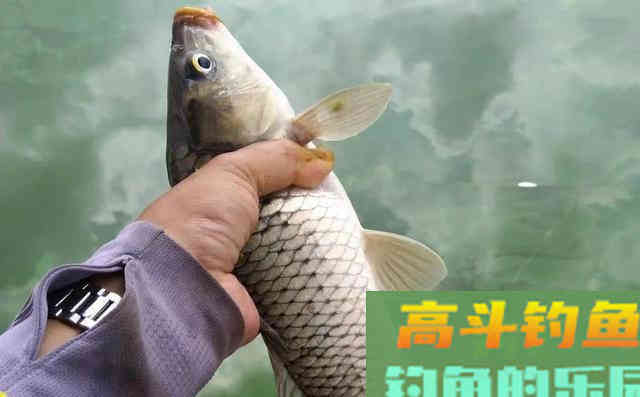 大水面低密度的黑坑如何钓鲤鱼？老钓友给你支2招