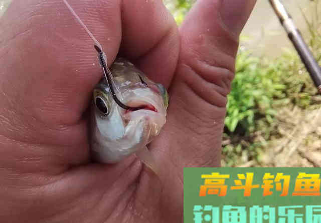 小鲫鱼该如何浮钓？只需要做好这3点即可