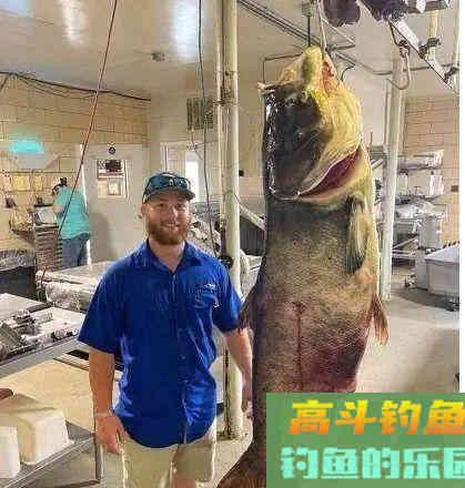 湖北百斤花鲢鱼王“寿终正寝” 湖北百斤花鲢鱼王“寿终正寝”