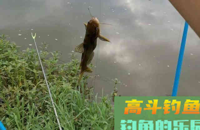 冬钓鲫鱼的偷懒玩法,筏竿配上串钩 冬钓鲫鱼的偷懒玩法,筏竿配上串钩