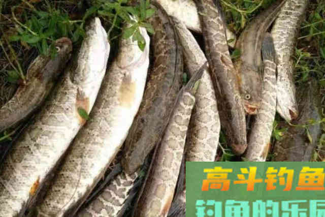 天气一热，按我说的做，黑鱼多到提不起来
