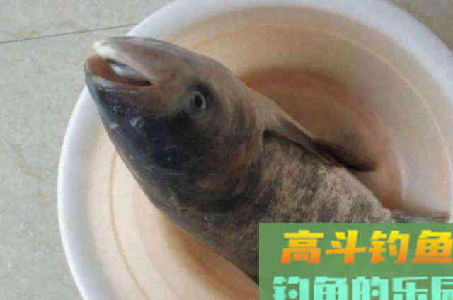 自从用了这鲢鳙钓法,鲤鱼再大都不想钓 自从用了这鲢鳙钓法,鲤鱼再大都不想钓