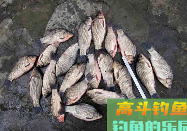钓鲫鱼用自制诱食剂后,初学钓友表示板鲫爆连太简单 钓鲫鱼用自制诱食剂后,初学钓友表示板鲫爆连太简单