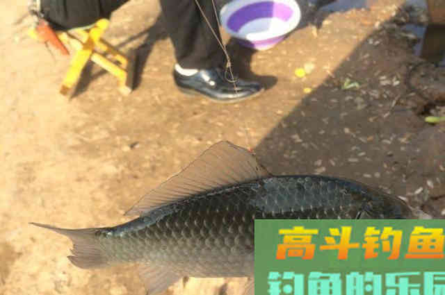 深秋钓鲫鱼，认准这些地方，一准不走空