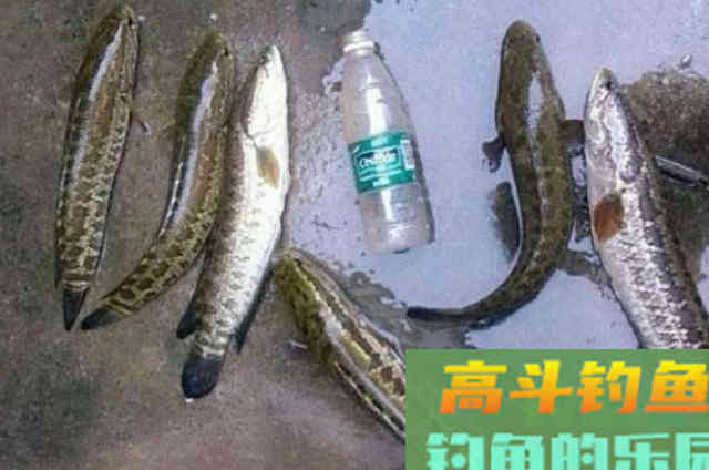 热天唯独这黑鱼钓法才够狠,试过的人都不简单 热天唯独这黑鱼钓法才够狠,试过的人都不简单
