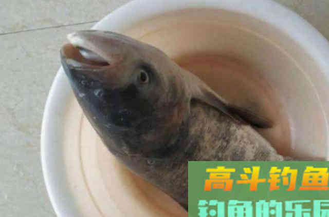 初秋还得用这鲢鳙钓法，百试不爽，钓完过后还想钓