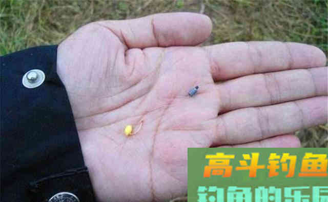 鲫鱼不爱咬钩?是时候给饵料加个鸡蛋了 鲫鱼不爱咬钩?是时候给饵料加个鸡蛋了