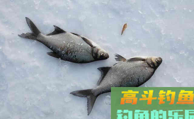 不钓翘嘴不钓草！这类鱼种才容易爆护