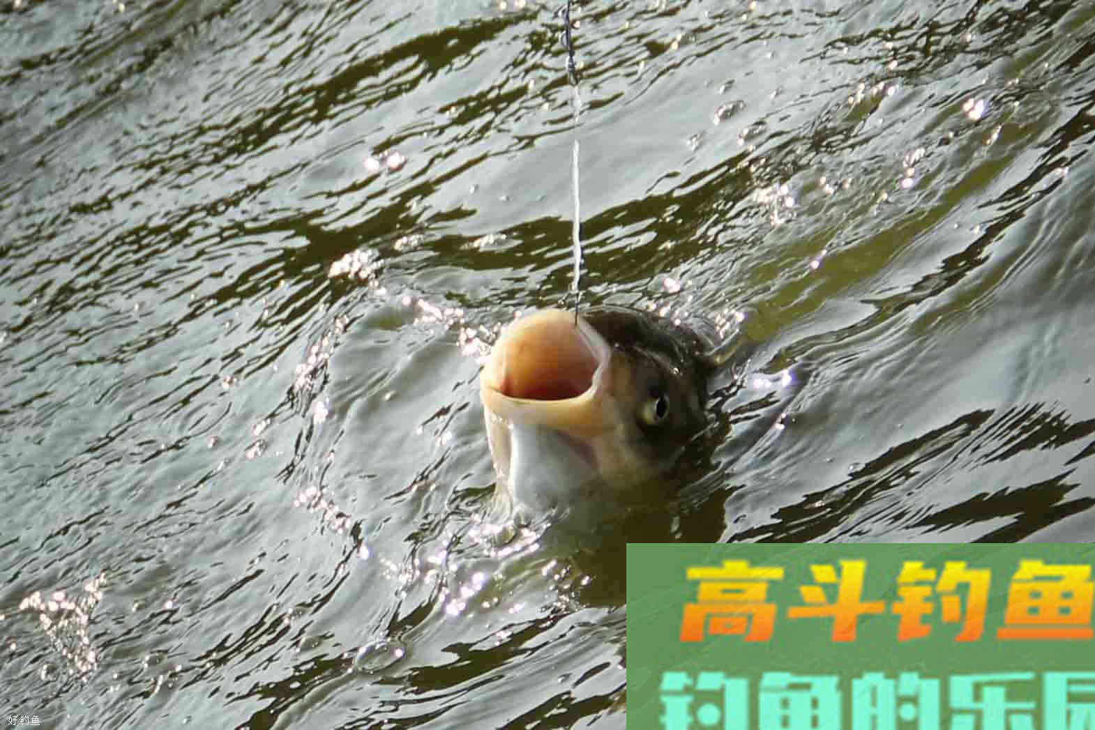 夏季野钓鲢鳙，熟悉这6点只会让你连竿不断