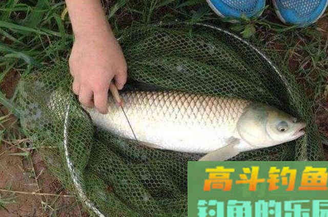 立秋后，&ldquo;征服&rdquo;草鱼我就用这钓法