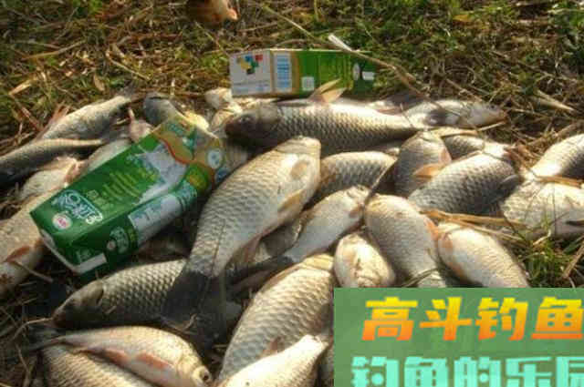 怪不得老司机不愿说,这套千金不换的鲫鱼钓法 怪不得老司机不愿说,这套千金不换的鲫鱼钓法
