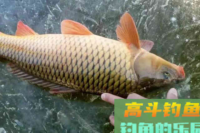 钓了三十年鲤鱼，我就只服这诱鱼绝学