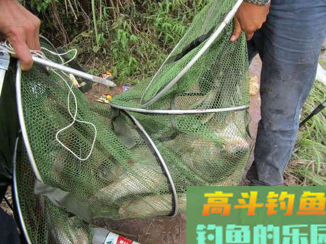如何区分鲢鱼和鳙鱼,又该如何垂钓此鱼呢?附自制饵 如何区分鲢鱼和鳙鱼,又该如何垂钓此鱼呢?附自制饵