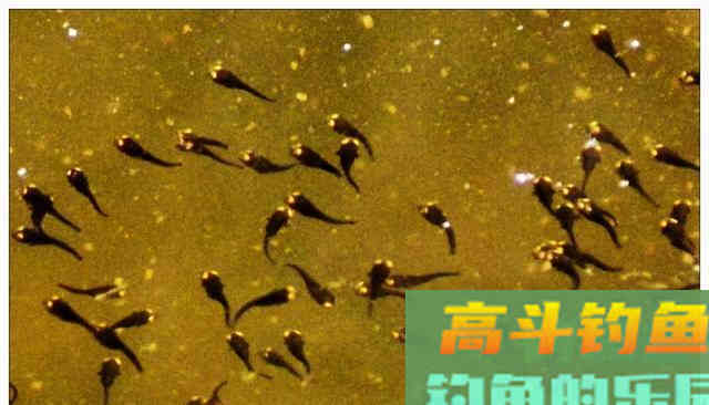 民间传说:黑鱼是孝鱼?关于黑鱼,你对它了解太少了 民间传说:黑鱼是孝鱼?关于黑鱼,你对它了解太少了