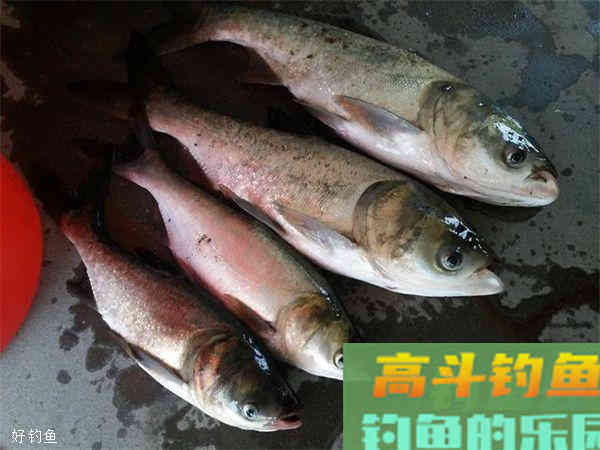夏季气温高，钓鲢鳙要钓浮