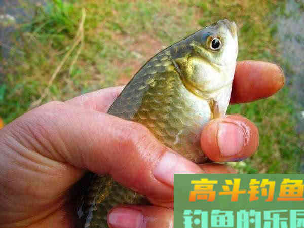 为什么土鲫鱼这么受到钓鱼人的青睐？