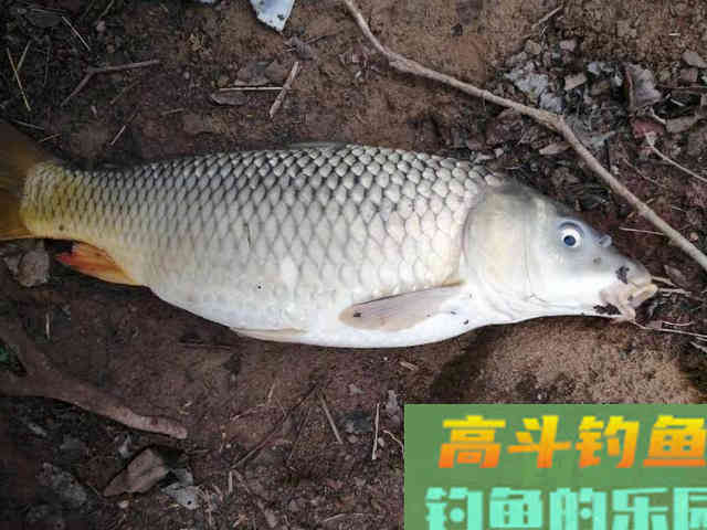 没想到简单的2个饵料，钓鲤鱼这么好用