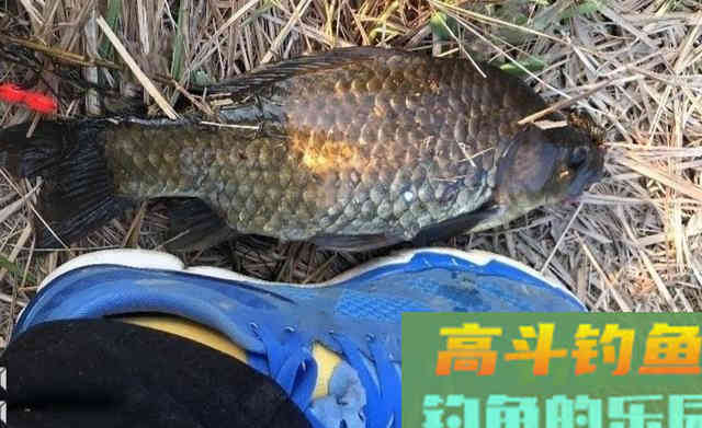 春季钓鲫鱼,雨天出钓11斤大板鲫鱼 春季钓鲫鱼,雨天出钓11斤大板鲫鱼