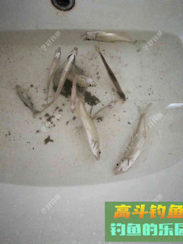 论钓白条频率的重要性 论钓白条频率的重要性
