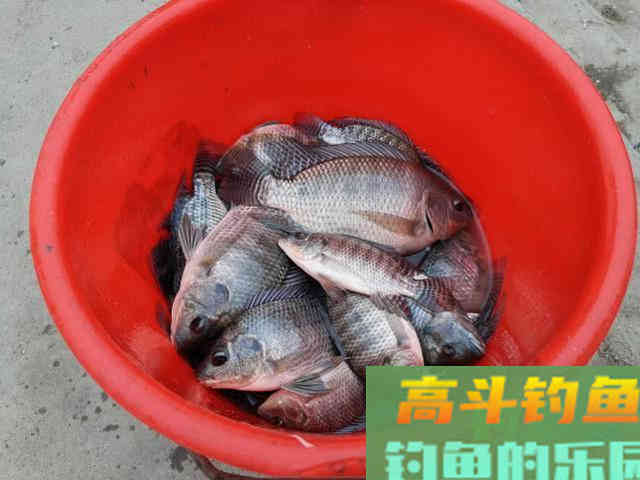 两广海南的钓鱼人,谈论钓罗非的技巧 两广海南的钓鱼人,谈论钓罗非的技巧