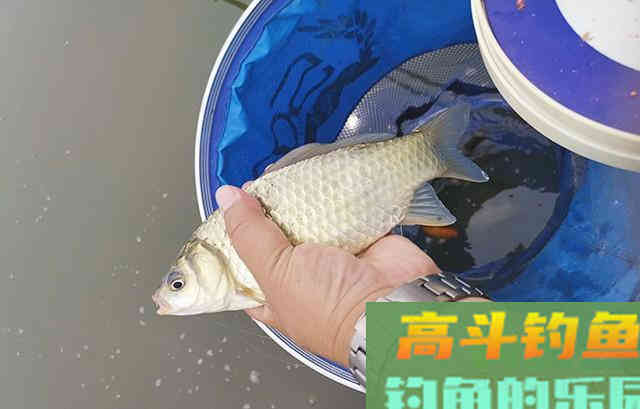 夏季鲫鱼难钓是什么原因？困惑的钓友看