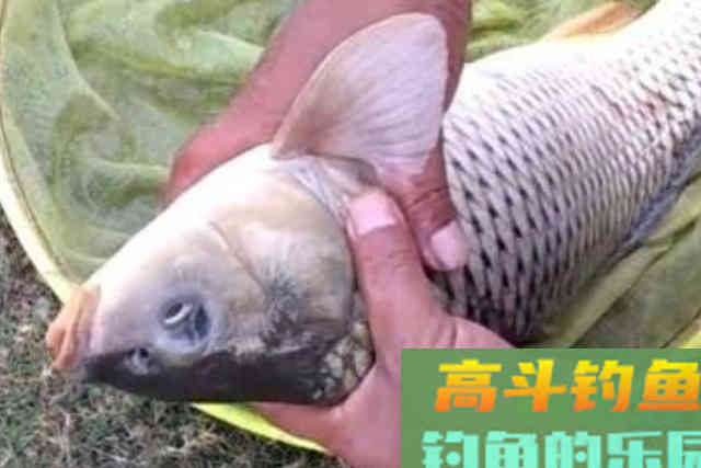 不打窝也能钓上鲤鱼，真是厉害了，从没试过这种钓法