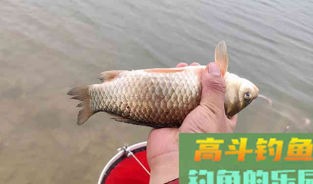 秋末钓鱼,找准这几种天气,钓大鲫鱼不是梦 秋末钓鱼,找准这几种天气,钓大鲫鱼不是梦