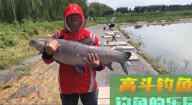 黑坑青鱼吃口为什么很轻,滑口鱼为何难钓 黑坑青鱼吃口为什么很轻,滑口鱼为何难钓