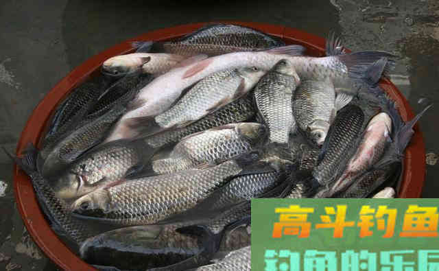 蚯蚓饵料都不灵,夏钓鲫鱼独用它 蚯蚓饵料都不灵,夏钓鲫鱼独用它