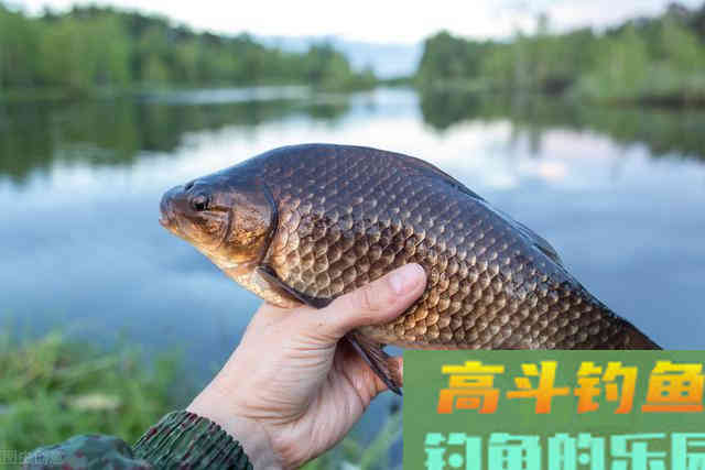 夏钓鲫鱼,这样开制搓饵与拉饵,诱钓结合轻松避小鱼 夏钓鲫鱼,这样开制搓饵与拉饵,诱钓结合轻松避小鱼