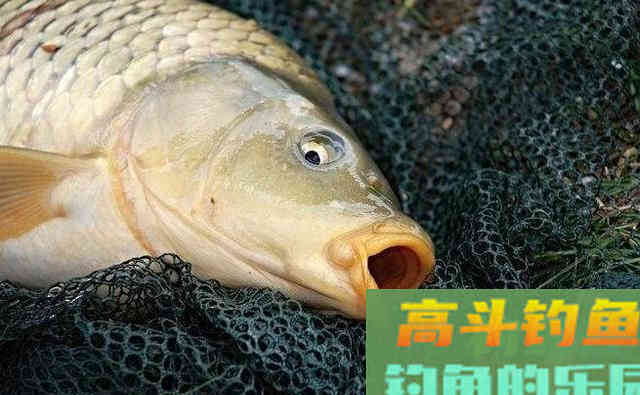 钓鱼中鲤鱼不开口怎么办?原因及处理方法 钓鱼中鲤鱼不开口怎么办?原因及处理方法